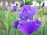 Photo of the bloom of Tall Bearded Iris (Iris Feed Back) posted by alilyfan - Garden.org Photo of the bloom of Tall Bearded... 