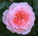 Photo of the bloom of Rose (Rosa Savannah) posted by Mossy44 - Garden.org Photo of the bloom of Rose (Rosa Savannah)