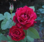 Photo of the bloom of Rose (Rosa Chrysler Imperial) posted by... org Photo of the bloom of Rose (Rosa Chrysler Imperial)