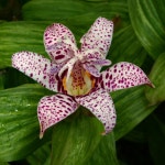 Toad Lilies: Plant Care and Collection of Varieties - Garden.org