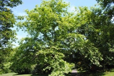Oriental Plane Tree (Platanus orientalis) - Garden.org Plant database entry for Oriental Plane Tree (Platanus... 