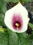 Photo of the stamens, filaments and pistils of Calla Lily (Zantedeschia pentlandii Picasso) posted by gardengus - Garden.org... 