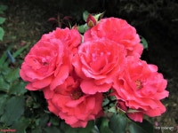 Photo of the bloom of Rose (Rosa Fragrant Cloud) posted by MargieNY - Garden.org Photo of the bloom of Rose (Rosa Fragrant Cloud)