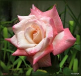 Photo of the bloom of Rose (Rosa Gemini) posted by MargieNY - Garden.org Photo of the bloom of Rose (Rosa Gemini)
