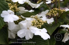 Photo of the bloom of Doublefile Viburnum (Viburnum plicatum var. tomentosum Mariesii) posted by DaylilySLP - Garden.org Photo... 
