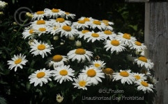Photo of the bloom of Shasta Daisy (Leucanthemum x superbum... org Photo of the bloom of Shasta Daisy (Leucanthemum x superbum... 