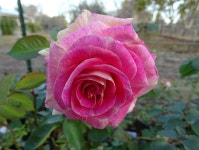 Rose (Rosa Change of Heart) in the Roses Database - Garden.org Plant database entry for Rose (Rosa Change of Heart) with... 