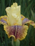 Tall Bearded Iris (Iris Western Ways) in the Irises Database - Garden.org Plant database entry for Tall Bearded Iris (Iris... 