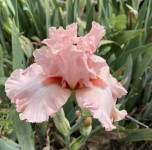 Photo of the bloom of Tall Bearded Iris (Iris Happenstance... org Photo of the bloom of Tall Bearded Iris (Iris Happenstance)