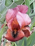 Photo of the bloom of Arilbred Iris (Iris Vivid Dream) posted by Bitoftrouble - Garden.org Photo of the bloom of Arilbred Iris... 