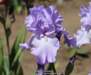 Photo of the bloom of Tall Bearded Iris (Iris Mary Frances) posted by Valery33 - Garden.org Photo of the bloom of Tall Bearded... 