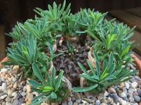 Photo of the entire plant of Euphorbia Cocklebur posted by ketsui73 - Garden.org Photo of the entire plant of Euphorbia Cocklebur