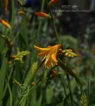 Photo of the bloom of Montbretia (Crocosmia x crocosmiiflora George Davison) posted by DaylilySLP - Garden.org Photo of the... 