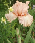 Photo of the bloom of Tall Bearded Iris (Iris Happenstance... org Photo of the bloom of Tall Bearded Iris (Iris Happenstance)