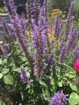 Photo of the bloom of Giant Hyssop (Agastache Purple Haze) posted by Calif_Sue - Garden.org Photo of the bloom of Giant Hyssop... 