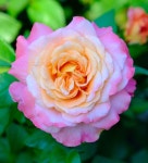 Photo of the bloom of Rose (Rosa Augusta Luise) posted by AnnKNCalif - Garden.org Photo of the bloom of Rose (Rosa Augusta Luise)