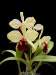 Orchid (Rhyncattleanthe Fu Shu Glory Happy Holiday) - Garden.org Plant database entry for Orchid (Rhyncattleanthe Fu Shu Glory... 