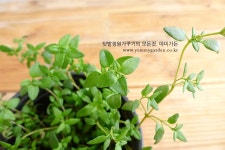 나만의 텃밭에서 채소와 허브키우기! 야미가든과 함께해요~ ^^ 허브 타임씨앗 300립 식용가능 다년생 2월~6월파종 (세계종묘) - 야미가든
