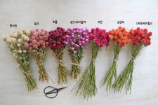 나만의 텃밭에서 채소와 허브키우기! 야미가든과 함께해요~ ^^ 천일홍 QIS 오렌지 꽃씨앗 10립 드라이플라워 가능 - 야미가든