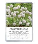 꽃씨앗 전문 화훼종묘 야미가든 (수입중지) 아르메리아 발레리나 White 꽃씨앗 10립 - 야미가든
