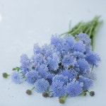 꽃씨앗 전문 화훼종묘 야미가든 디디스커스 blue lace 꽃씨앗 50립 블루 레이스플라워 (가람원) - 야미가든