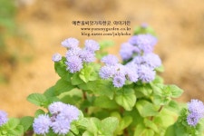 나만의 텃밭에서 채소와 허브키우기! 야미가든과 함께해요~ ^^ 아게라텀 알로하블루 꽃씨앗 20립 (키작은품종) - 야미가든