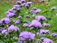 나만의 텃밭에서 채소와 허브키우기! 야미가든과 함께해요~ ^^ 아게라텀 호라이즌 블루 20립 (절화용) - 야미가든