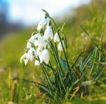 나만의 텃밭에서 채소와 허브키우기! 야미가든과 함께해요~ ^^ 설강화(갈란투스) 꽃씨앗 10립 스노우드롭 (가람원) - 야미가든