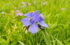 꽃씨앗 전문 화훼종묘 야미가든 자주달개비 꽃씨앗 50립 (다농) - 야미가든