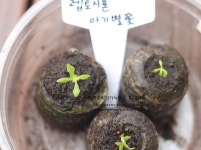 나만의 텃밭에서 채소와 허브키우기! 야미가든과 함께해요~ ^^ 렙토시폰 아기별꽃 씨앗 50립 (가람원) - 야미가든