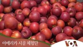 [아메리카 시골 체험단] 사과주스 담그는 마을
