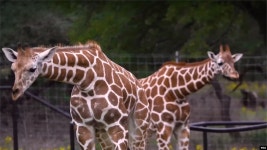 샌안토니오 동물 농장...장애인 재활을 돕는 미술 프로그램 멸종위기 동물들이 뛰노는 샌안토니오 동물 농장...장애인 재활을 돕는 미술 프로그램