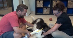 [구석구석 미국 이야기] 동물을 위한 의족 보조기...장애 아동을 위한 놀이터 동물을 위한 의족 보조기...장애 아동을 위한 놀이터