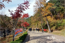   [2015가을관광주간] 용문산에서 만나는 천년의 가을