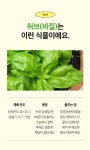그린패밀리 저면관수 식물키우기 바질 - 오너클랜 오너클랜 - 그린패밀리 저면관수 식물키우기 바질