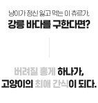 대용량 메디듀오 강릉담음 홍게스틱 짜먹는 고양이 간식 츄르... 대용량 메디듀오 강릉담음 홍게스틱 짜먹는 고양이 간식 츄르 닭가슴살+연어 60p