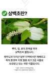 드림이음 삼백초추출물 맥문동 로얄제리 골드 정 2박스 4개월분상품상세_동원몰