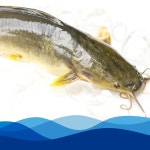 깨끗하게 손질된 자연산 메기 1kg 매운탕소스 증정 | 정옥할매의 시골음식 | 꽃피는아침마을