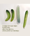 [보노하우스] 국내생산 육각 성장 오이캡 10개 주말농장 다다기 오이 일자 재배_동원몰