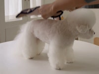 펫츠랜드(PETSLAND) 하트몽판초 S-2XL - 후기 | 무신사