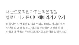 헬로 미니가든 씨앗키트 (미니 해바라기) - 마이플랜트