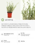 향긋한 허브 모종 모음 - 마이플랜트