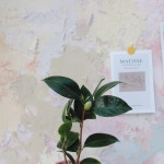 식물 > 동백 꽃 나무 미니 야생화 키우기 공기 정화 식물 개업 집들이 축하 선물 승진 화분 실내 | 오늘의집 쇼핑 동백 꽃 나무 미니 야생화 키우기... 