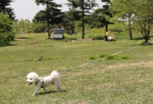 아이리 애견 LED 자동 리드줄 반려견 애견 강아지 자동 리드줄 3M - 예스24