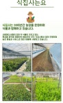 옥살리스 사랑초 소형 보라색 잎 분홍꽃 모종 반려식물 식집사팜 : 관엽식물,공기정화식물 - 심폴