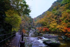 주왕산국립공원 절골 탐방로 - 사진 게시판 - 기글하드웨어