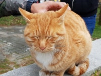 짬타이거 - 사진 게시판 - 기글하드웨어