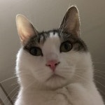 이 고양이의 이름을 찾았습니다. - 커뮤니티 게시판 - 기글하드웨어