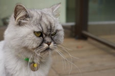 기글 하드웨어 사진 게시판 - 동물병원 고양이 2!