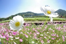 기글 하드웨어 사진 게시판 - 북천-진주 기행